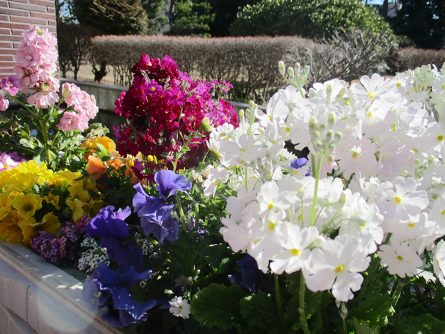 江戸川区 葬祭場 中庭の花壇管理