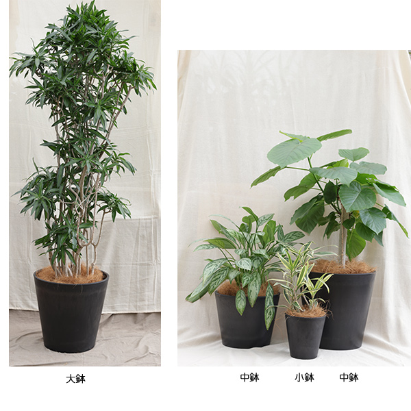 各植物の大きさとレンタル価格